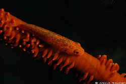Whip coral goby. Picture taken on the second reef off Neg... by Anouk Houben 